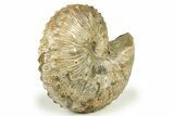Iridescent Hoploscaphites Ammonite Fossil - South Dakota #270091-2